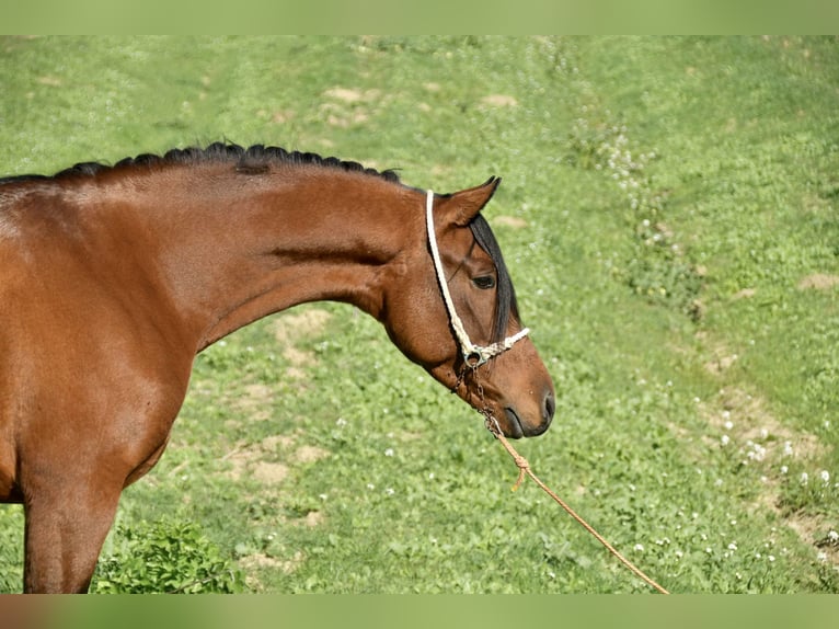 Hispano Arabian Stallion 4 years 15,1 hh Brown in Galaroza