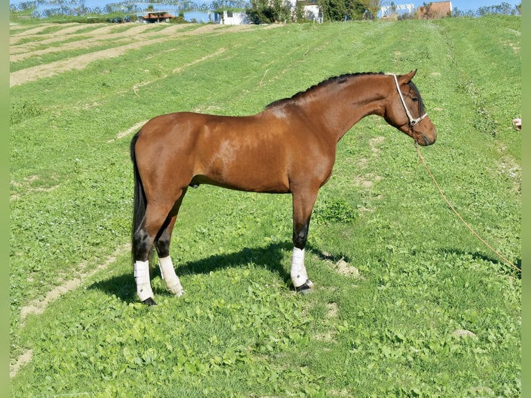 Hispano Arabian Stallion 4 years 15,1 hh Brown in Galaroza