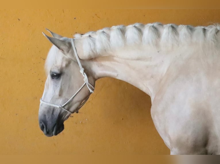 Hispano Arabian Stallion 4 years 15,1 hh Dun in Malaga