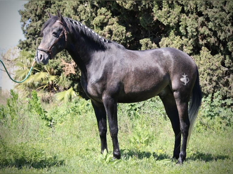 Hispano Arabian Stallion 4 years 15.1 hh Grey-Blue-Tan in Valencia