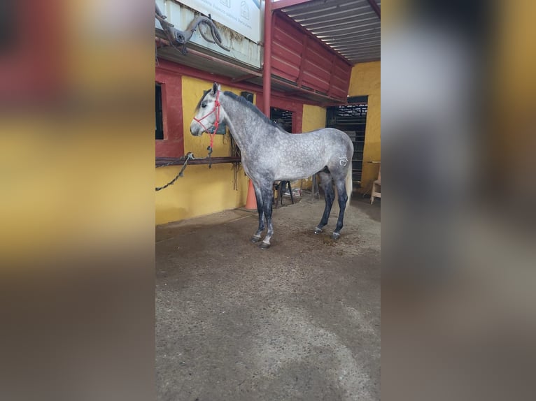 Hispano Arabian Stallion 4 years 15,2 hh Grey-Dark-Tan in Menden