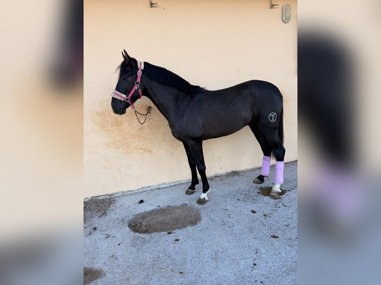 Hispano Arabian Stallion 4 years 15,1 hh Black in Sant Antoni De Portmany
