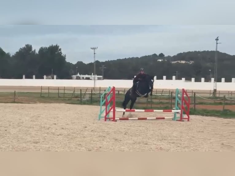 Hispano Arabian Stallion 4 years 15,1 hh Black in Sant Antoni De Portmany