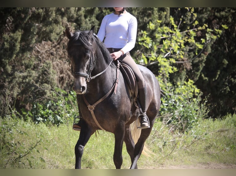 Hispano Arabian Stallion 4 years 15,1 hh Grey-Blue-Tan in Valencia
