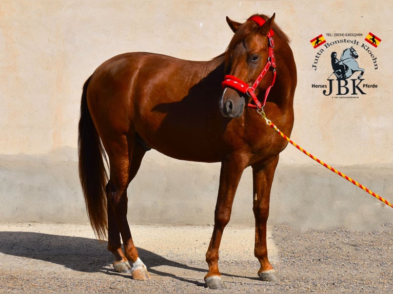 Hispano Arabian Stallion 4 years 15,2 hh Chestnut-Red in Tabernas Almeria