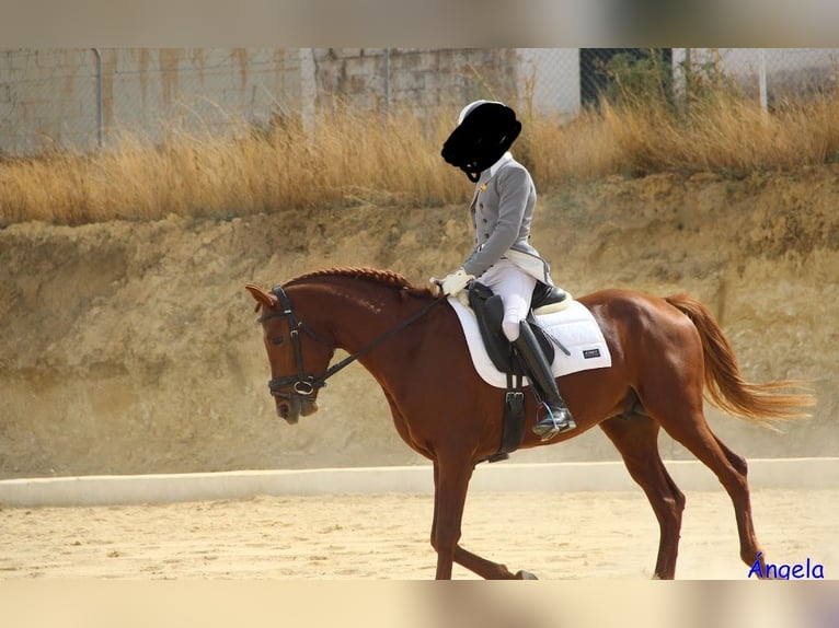 Hispano Arabian Mix Stallion 5 years 15,1 hh Chestnut-Red in Ronda