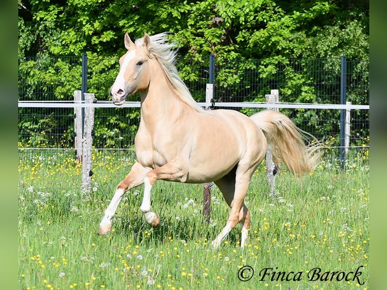 Hispano Arabian Stallion 5 years 15.1 hh Palomino in Wiebelsheim