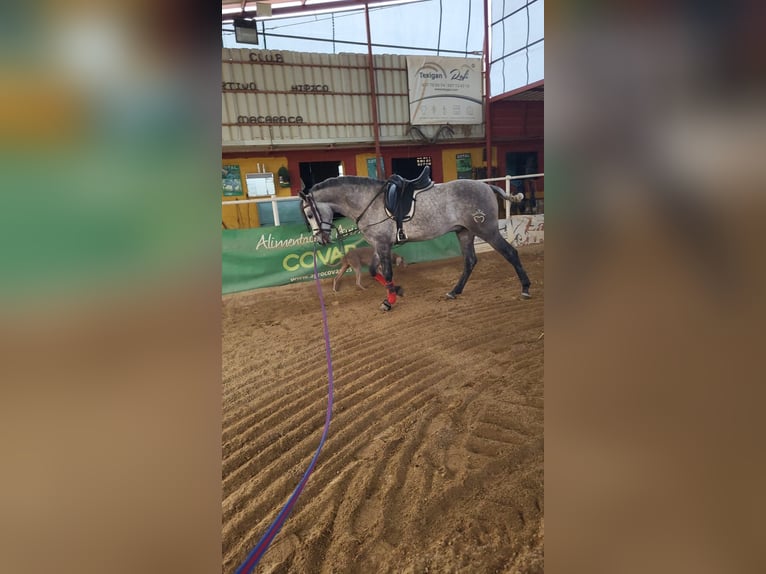 Hispano Arabian Stallion 5 years 15,2 hh Grey-Dark-Tan in Menden