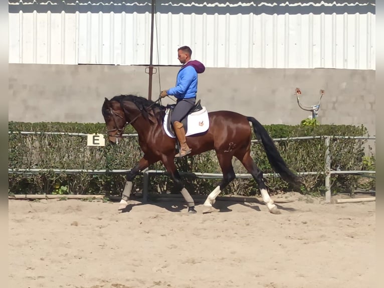 Hispano Arabian Stallion 5 years 16,1 hh Brown in Vejer de la Frontera