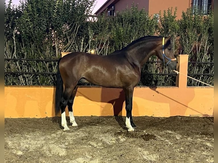 Hispano Arabian Stallion 5 years 16,1 hh Brown in Vejer de la Frontera