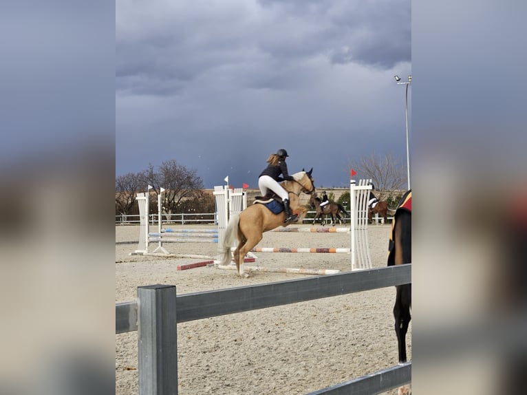 Hispano Arabian Mix Stallion 9 years 15.1 hh Palomino in Madrid
