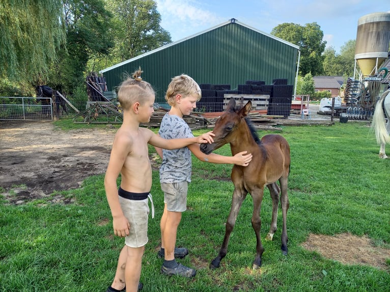 Hispano Arabian Stallion Foal (01/2024) 15,2 hh Bay-Dark in Doetinchem