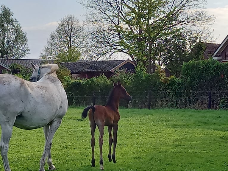 Hispano Arabian Stallion Foal (01/2024) 15,2 hh Bay-Dark in Doetinchem