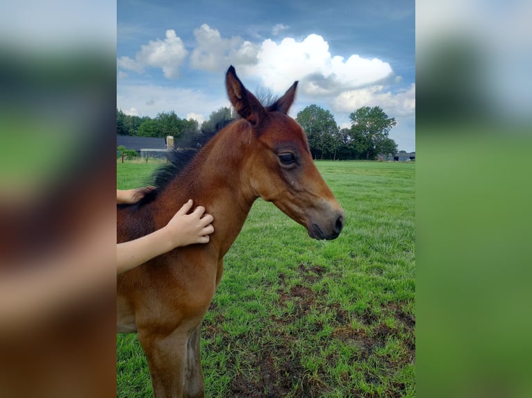 Hispano Arabian Stallion Foal (01/2024) 15,2 hh Bay-Dark in Doetinchem