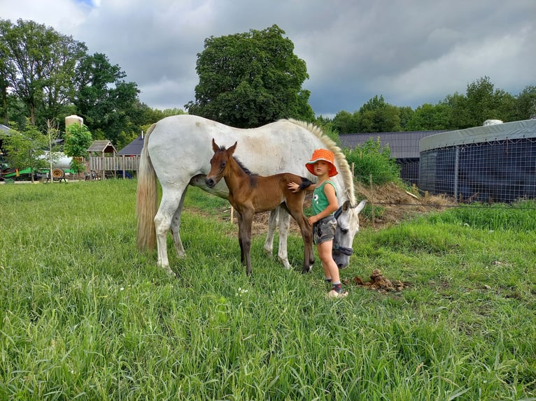 Hispano Arabian Stallion Foal (01/2024) 15,2 hh Bay-Dark in Doetinchem