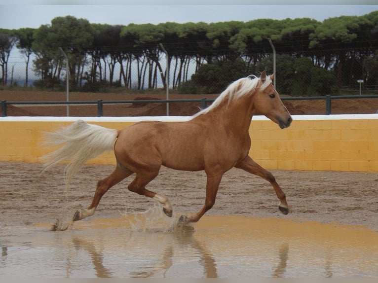 Hispano-arabier Hengst 14 Jaar 160 cm Palomino in Hamburg