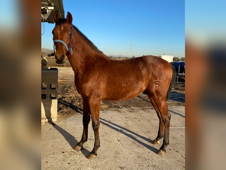 Hispano-arabier Hengst 1 Jaar 154 cm Bruin in Mejorada Del Campo