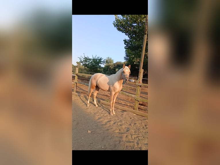 Hispano-arabier Hengst 2 Jaar 153 cm Palomino in Sant Gregori (Municipio)