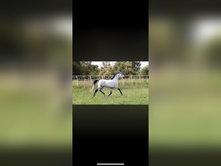 Hispano-arabier Hengst 2 Jaar 160 cm Schimmel in Sevilla