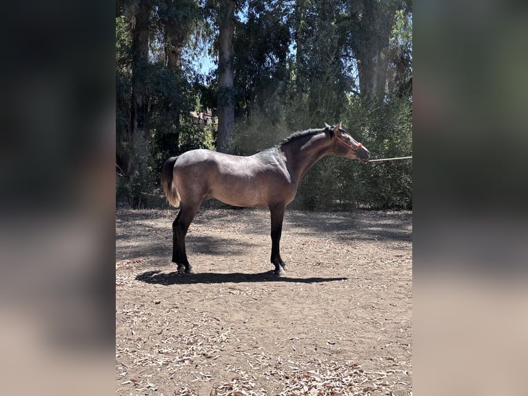 Hispano-arabier Hengst 2 Jaar 160 cm Schimmel in Sevilla
