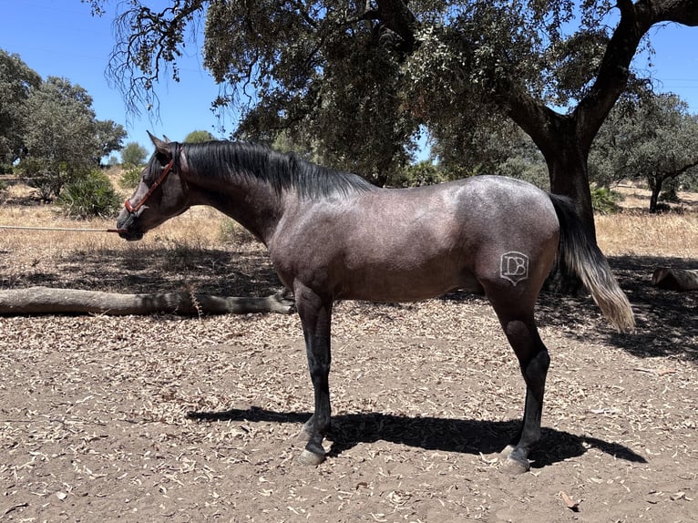 Hispano-arabier Hengst 2 Jaar 160 cm Schimmel in Sevilla