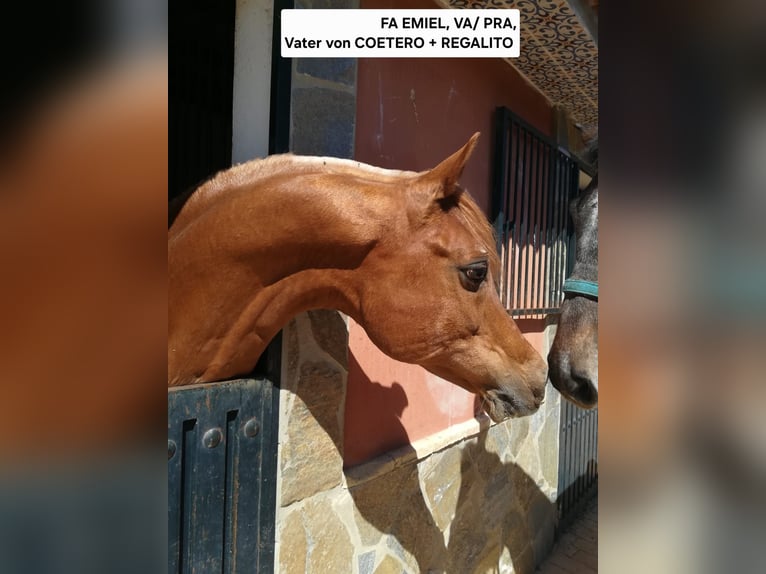 Hispano-arabier Hengst 3 Jaar 150 cm  in Vejer de la Frontera