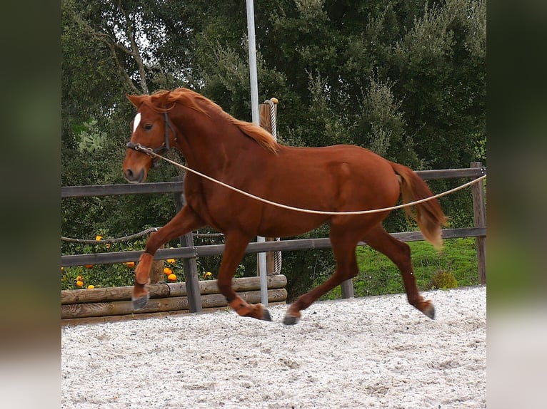 Hispano-arabier Hengst 3 Jaar 163 cm Vos in Chamusca