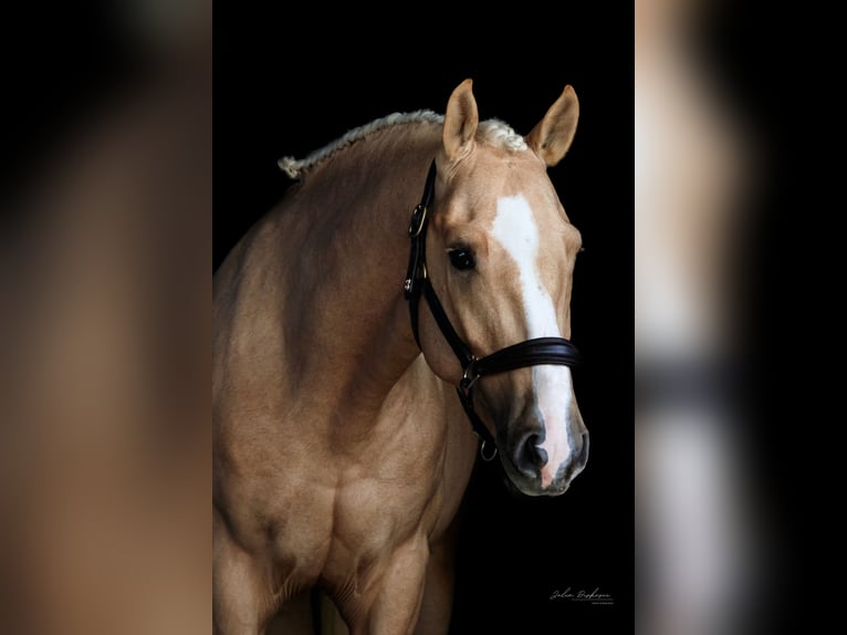 Hispano-arabier Mix Hengst 4 Jaar 153 cm Palomino in Santarém