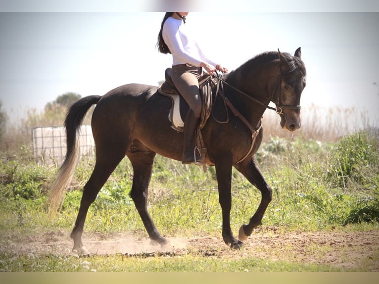 Hispano-arabier Hengst 4 Jaar 156 cm Blauwschimmel in Valencia