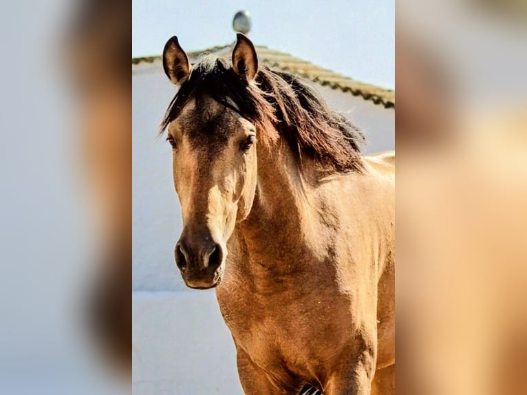 Hispano-arabier Hengst 4 Jaar 156 cm Buckskin in Sevilla