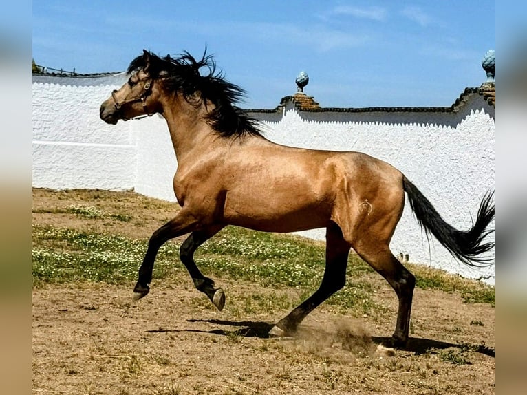 Hispano-arabier Hengst 4 Jaar 156 cm Buckskin in Sevilla