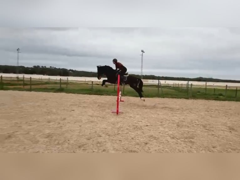 Hispano-arabier Hengst 4 Jaar 157 cm Zwart in Sant Antoni De Portmany