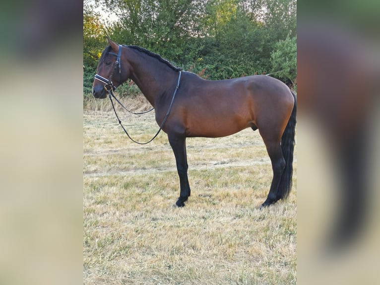 Hispano-arabier Mix Hengst 4 Jaar 160 cm Bruin in Segovia