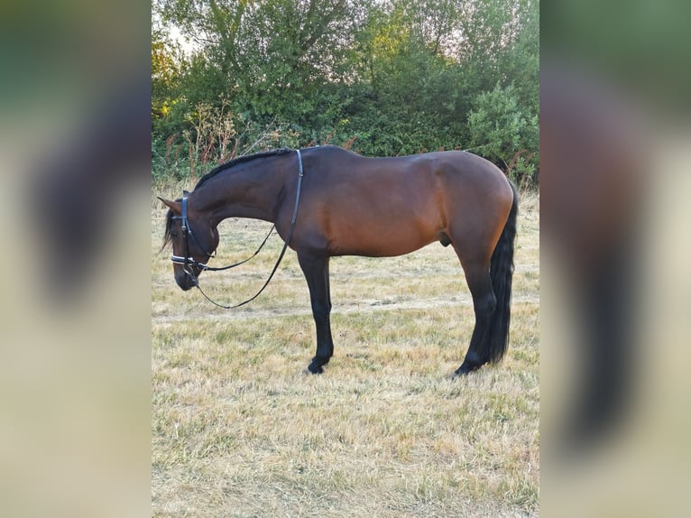 Hispano-arabier Mix Hengst 4 Jaar 160 cm Bruin in Segovia
