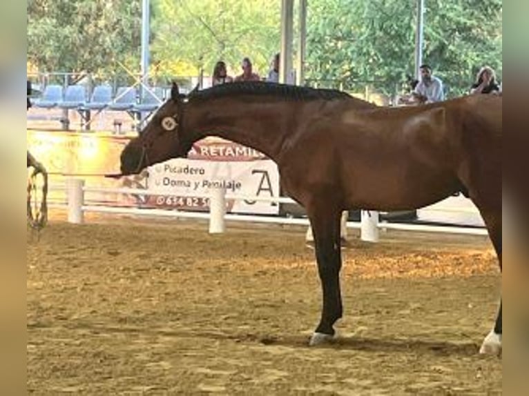 Hispano-arabier Mix Hengst 4 Jaar 164 cm Roodbruin in Sevilla