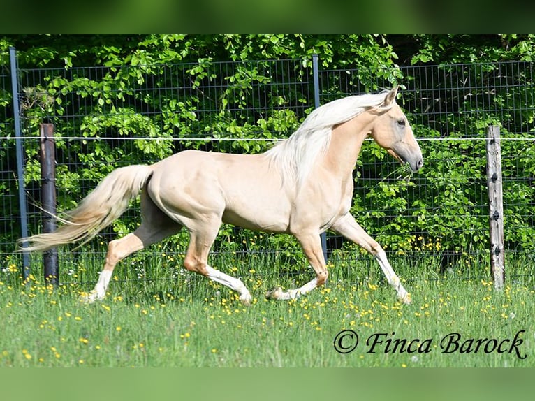 Hispano-arabier Hengst 5 Jaar 156 cm Palomino in Wiebelsheim