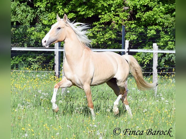 Hispano-arabier Hengst 5 Jaar 156 cm Palomino in Wiebelsheim