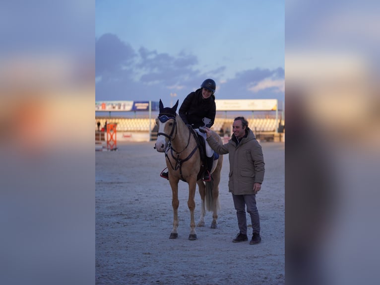 Hispano-arabier Mix Hengst 9 Jaar 156 cm Palomino in Madrid