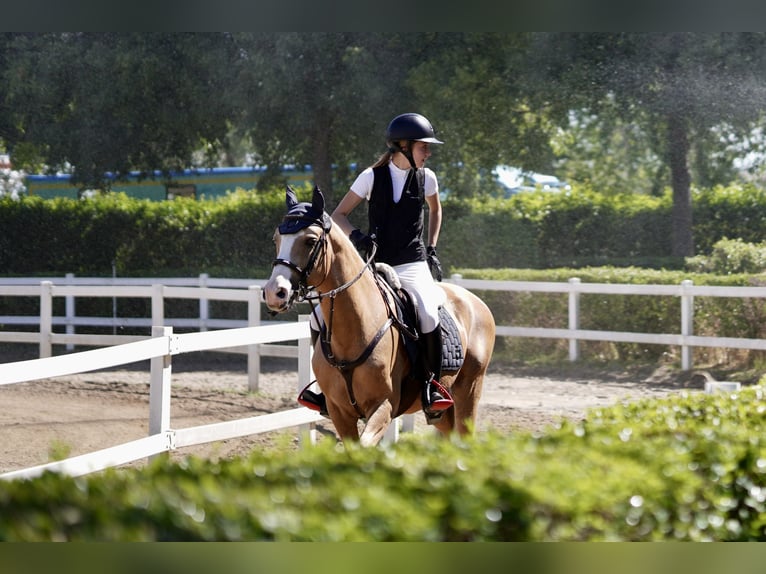 Hispano-arabier Mix Hengst 9 Jaar 156 cm Palomino in Madrid