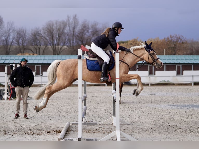 Hispano-arabier Mix Hengst 9 Jaar 156 cm Palomino in Madrid