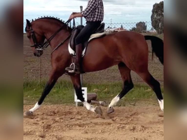 Hispano-arabier Hengst 9 Jaar 162 cm Bruin in Sabadell Hispano-arabier Hengst 9 Jaar 162 cm Bruin in Sabadell