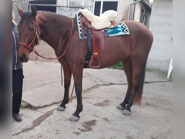 Hispano-arabier Merrie 10 Jaar 160 cm  in Georgensgmünd