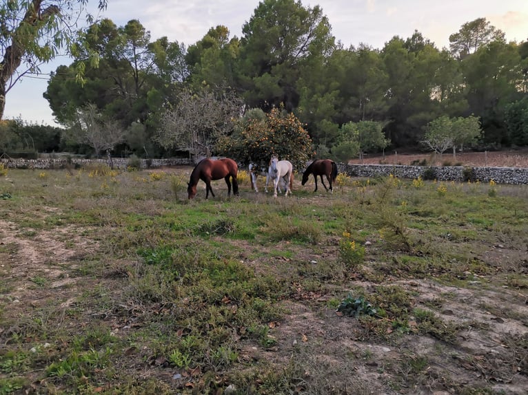 Hispano-arabier Merrie 10 Jaar 163 cm Bruin in Montuiriri