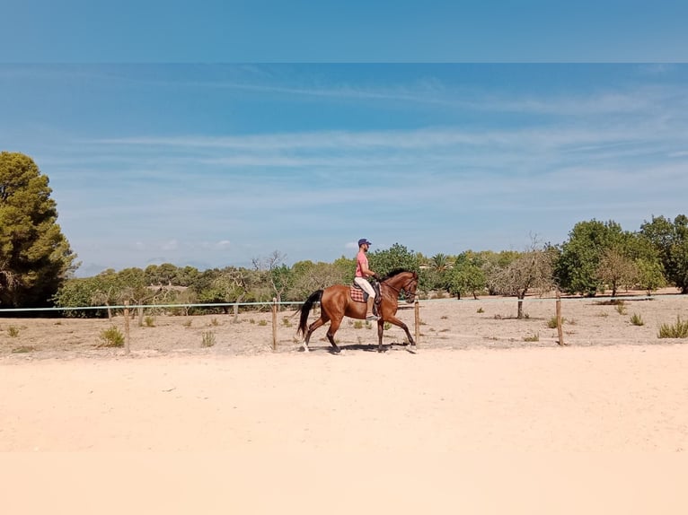 Hispano-arabier Merrie 10 Jaar 163 cm Bruin in Montuiriri