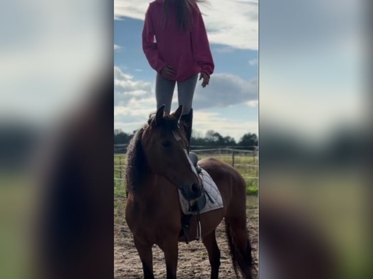 Hispano-arabier Merrie 11 Jaar 153 cm Bruin in Efringen-Kirchen