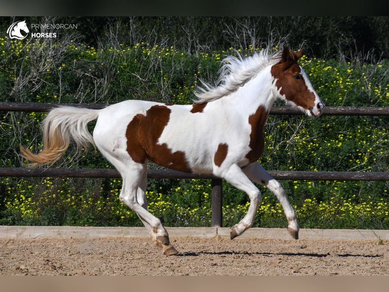 Hispano-arabier Mix Merrie 11 Jaar 154 cm Gevlekt-paard in Menorca