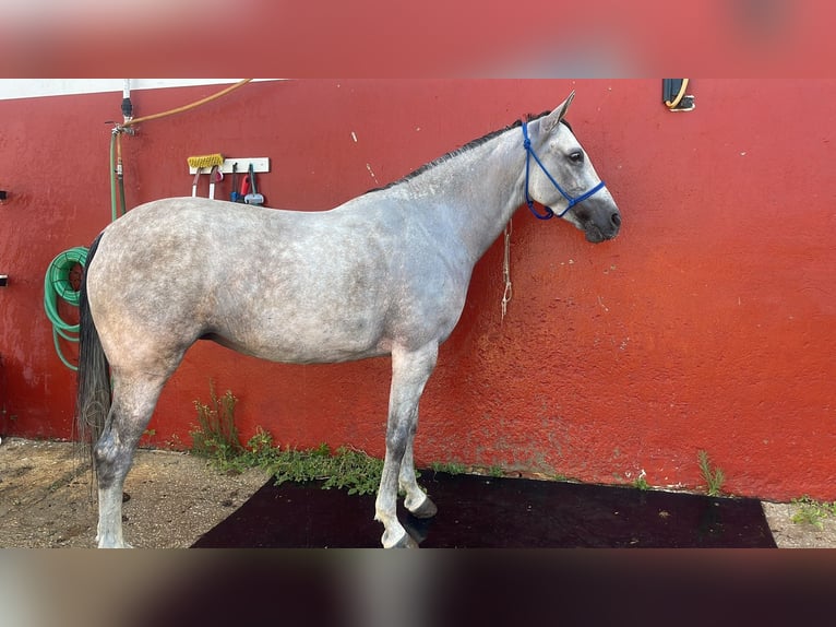 Hispano-arabier Merrie 11 Jaar Schimmel in Valverde Del Camino