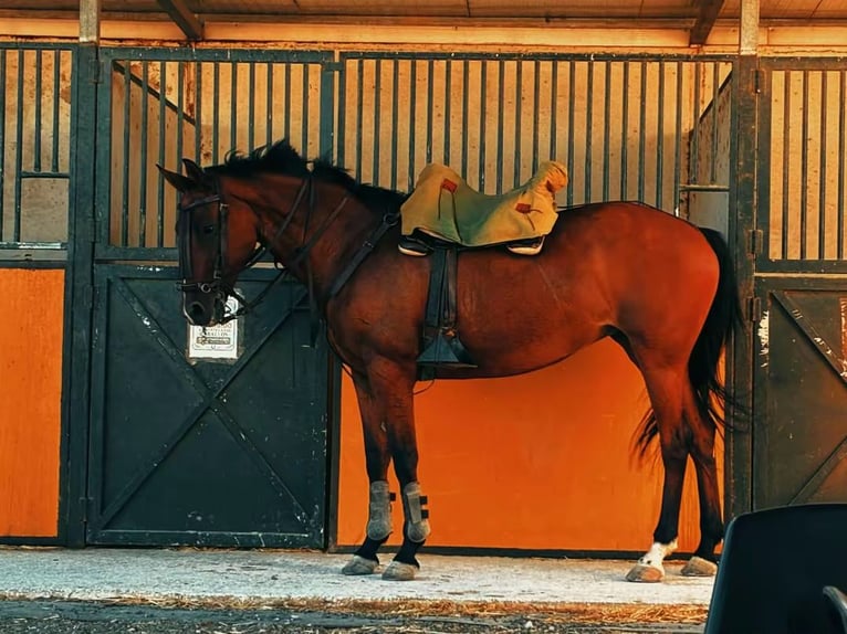 Hispano-arabier Merrie 13 Jaar 159 cm Bruin in San Fernando