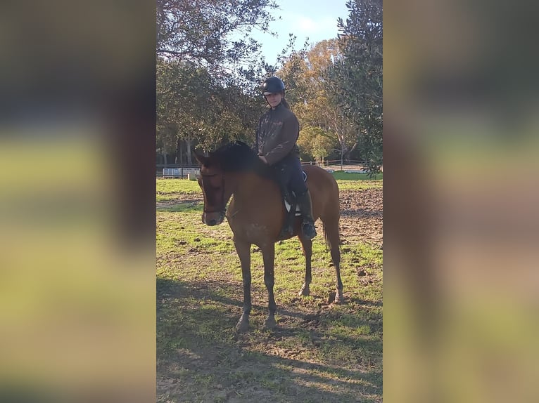 Hispano-arabier Merrie 13 Jaar 159 cm Bruin in San Fernando