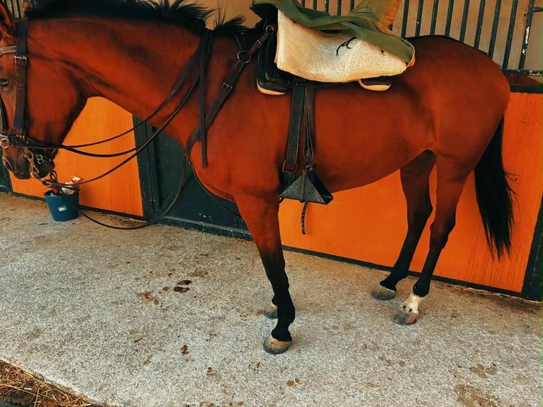 Hispano-arabier Merrie 13 Jaar 159 cm Bruin in San Fernando
